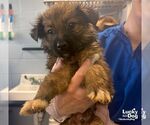 Small #1 Mutt