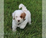 Small #4 Goldendoodle (Miniature)