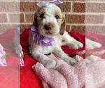 Small Photo #5 Goldendoodle Puppy For Sale in SHERMAN, TX, USA