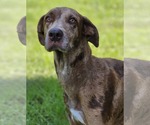 Small #3 Doberman Pinscher-Great Dane Mix