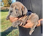 Small Photo #4 Victorian Bulldogge Puppy For Sale in GREEN FOREST, AR, USA
