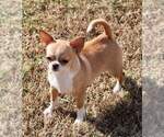 Small Photo #1 Chihuahua Puppy For Sale in GLOUCESTER, VA, USA