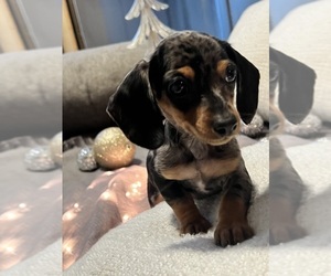 Dachshund Puppy for sale in JOHNSTON, RI, USA
