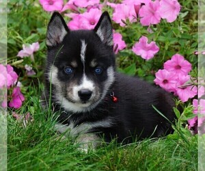 Pomsky Puppy for sale in FREDERICKSBG, OH, USA