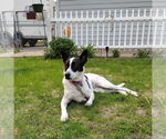 Small #2 American Pit Bull Terrier Mix