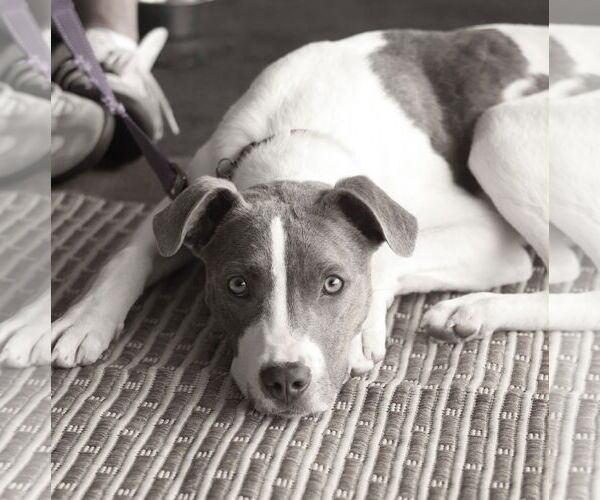 Medium Photo #5 Boxer-Unknown Mix Puppy For Sale in Mount Laurel, NJ, USA