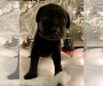 Small #1 Labrador Retriever