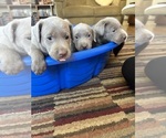 Small #6 Labrador Retriever