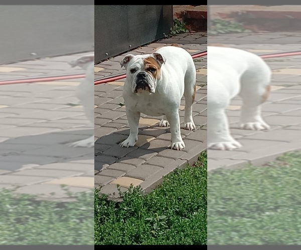 Medium Photo #1 English Bulldog Puppy For Sale in Balakliya, Kharkiv, Ukraine