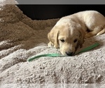 Small Photo #1 Labradoodle Puppy For Sale in COBB, WI, USA