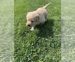 Small Photo #4 Labrador Retriever Puppy For Sale in STANLEY, NY, USA