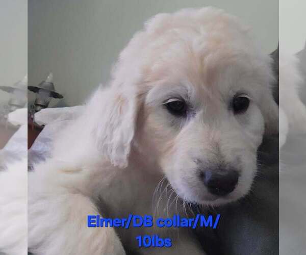 Medium Photo #1 Great Pyrenees-Unknown Mix Puppy For Sale in Aurora, IN, USA