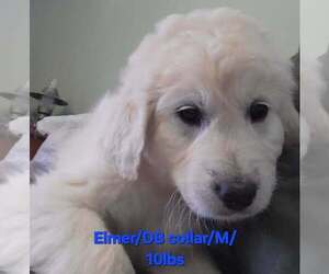 Great Pyrenees-Unknown Mix Dogs for adoption in Aurora, IN, USA