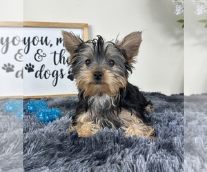 Yorkshire Terrier Puppy for sale in GREENFIELD, IN, USA