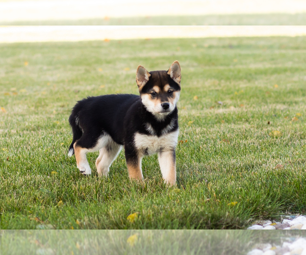 Medium Photo #2 Shiba Inu Puppy For Sale in MILLERSBURG, IN, USA