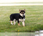 Small #1 Shiba Inu