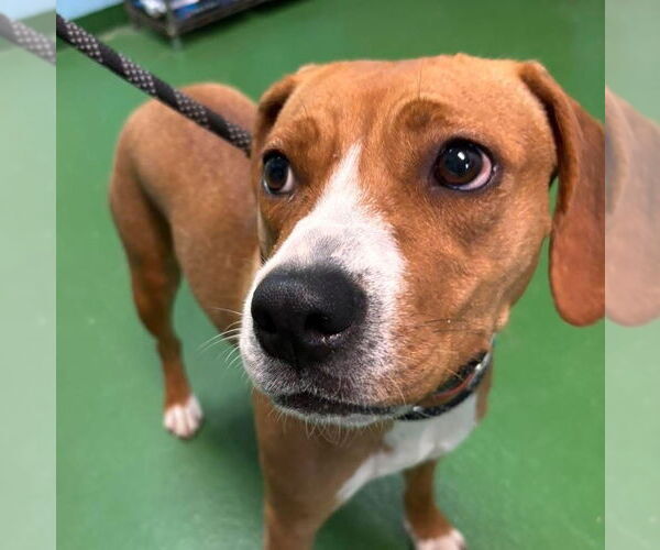 Medium Photo #4 Beagle-Unknown Mix Puppy For Sale in Rustburg, VA, USA