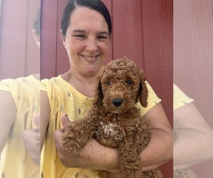 Goldendoodle Puppy for Sale in HILLSBORO, Texas USA