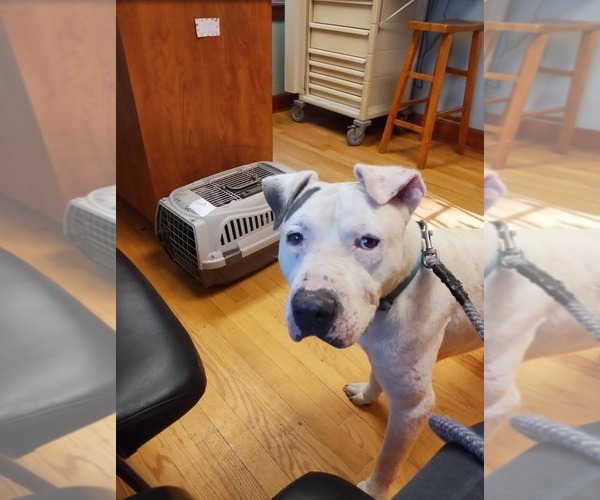 Medium Photo #4 American Pit Bull Terrier-Unknown Mix Puppy For Sale in Rustburg, VA, USA