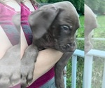 Small #4 Great Dane