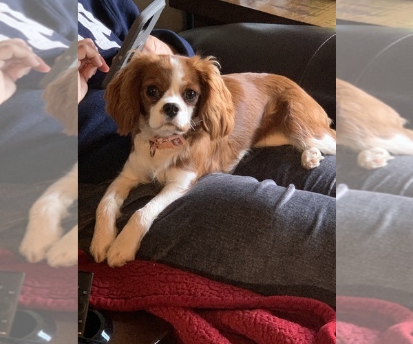 Medium Photo #1 Cavalier King Charles Spaniel Puppy For Sale in BROWNSTOWN, MI, USA