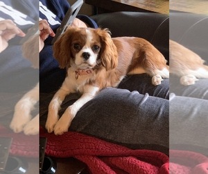 Cavalier King Charles Spaniel Puppy for sale in BROWNSTOWN, MI, USA