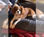 Small Photo #1 Cavalier King Charles Spaniel Puppy For Sale in BROWNSTOWN, MI, USA