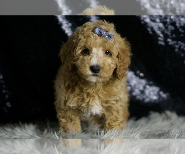 Medium Photo #12 Goldendoodle (Miniature) Puppy For Sale in WARSAW, IN, USA