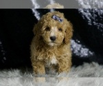 Small #3 Goldendoodle (Miniature)