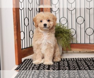 Poochon Puppy for sale in NAPLES, FL, USA