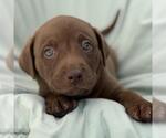 Small #1 Labrador Retriever Mix