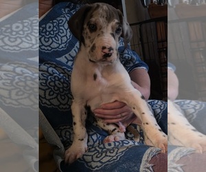 Medium Great Dane