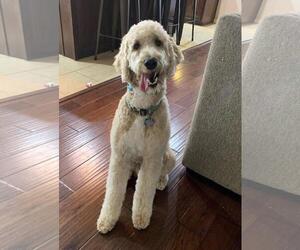Goldendoodle (Miniature) Dogs for adoption in Rockwall, TX, USA