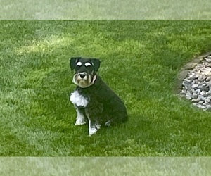 Mother of the Schnauzer (Miniature) puppies born on 07/10/2025