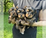 Small #4 Yorkshire Terrier