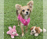 Small #1 Chihuahua