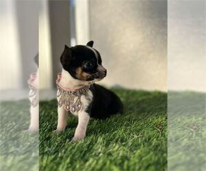 Medium Chihuahua