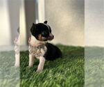Puppy Puppy 7 Chihuahua