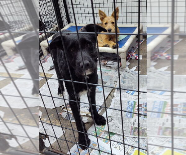 Medium Photo #1 Airedale Terrier-Unknown Mix Puppy For Sale in Mukwonago, WI, USA