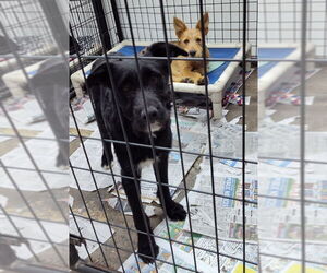 Airedale Terrier-Unknown Mix Dogs for adoption in Mukwonago, WI, USA