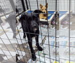 Small Airedale Terrier Mix