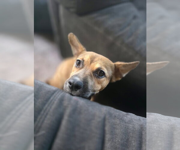 Medium Photo #3 German Shepherd Dog-Unknown Mix Puppy For Sale in New London, WI, USA