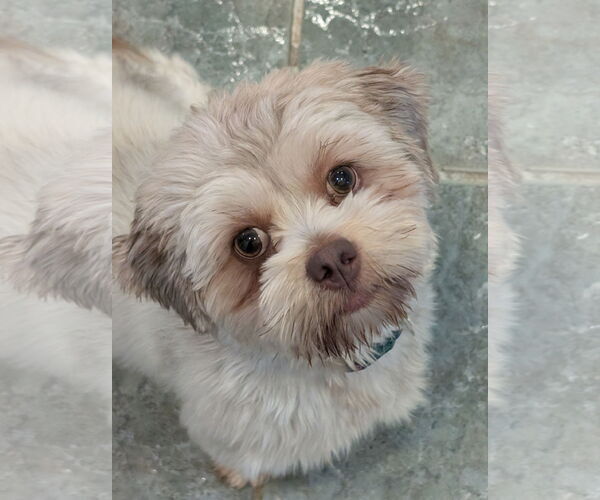 Medium Photo #6 Havashu Puppy For Sale in Greensboro, NC, USA