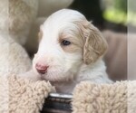 Small Photo #35 Goldendoodle Puppy For Sale in PIERSON, FL, USA
