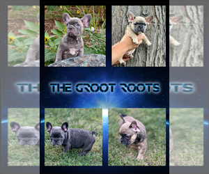 French Bulldog Puppy for Sale in BRIGHTON, Colorado USA