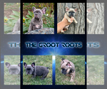 Image preview for Ad Listing. Nickname: Litter of 6