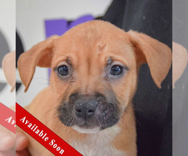 Medium Photo #1 American Staffordshire Terrier-Boxer Mix Puppy For Sale in Huntley, IL, USA