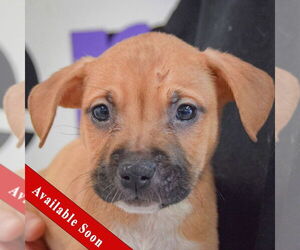 American Staffordshire Terrier-Boxer Mix Dogs for adoption in Huntley, IL, USA