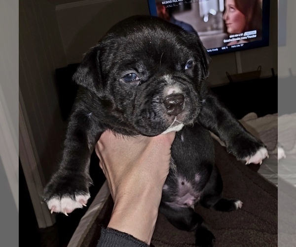 Medium Photo #2 American Bully Puppy For Sale in PADUCAH, KY, USA
