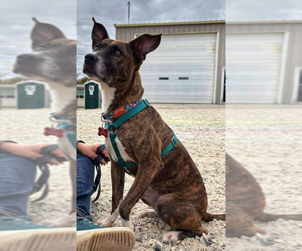 Medium Photo #16 Chihuahua-Dutch Shepherd  Mix Puppy For Sale in Grafton, WI, USA